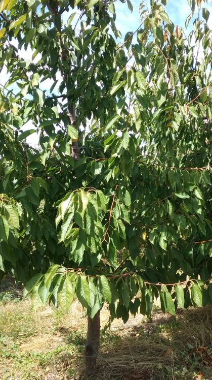 Cerezos en Los Ángeles